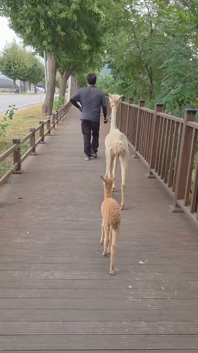 새끼 알파카는 태어난 지 몇 시간 만에 스스로 일어서 걷는다.