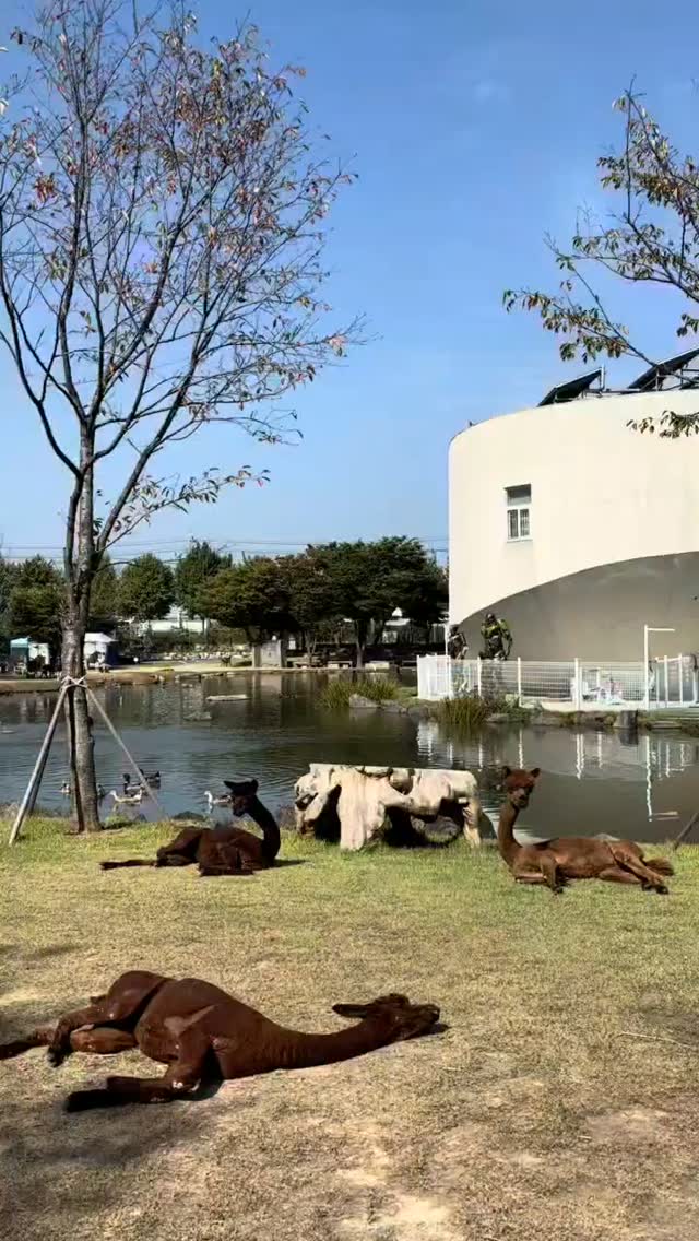 알파카는 무리를 이루어 살아간다.